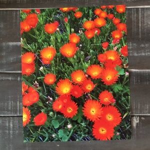 Fine Art Print; Desert Flowers; Arizona, 8x10